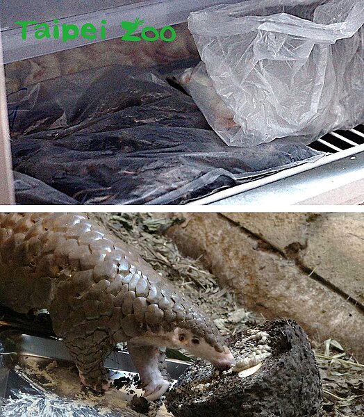 台灣動物區的廚房，冰箱許多分袋包裝的咖啡色物體，是穿山甲最愛的美食螞蟻窩。圖／台北市立動物園提供