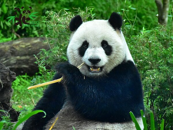 大貓熊「圓仔」。圖／台北市立動物園提供