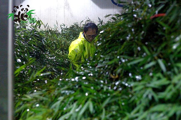 大貓熊專用的竹葉數量十分驚人，竟然需要整整一個房間這麼大的冷藏室儲存。圖／台北市立動物園提供
