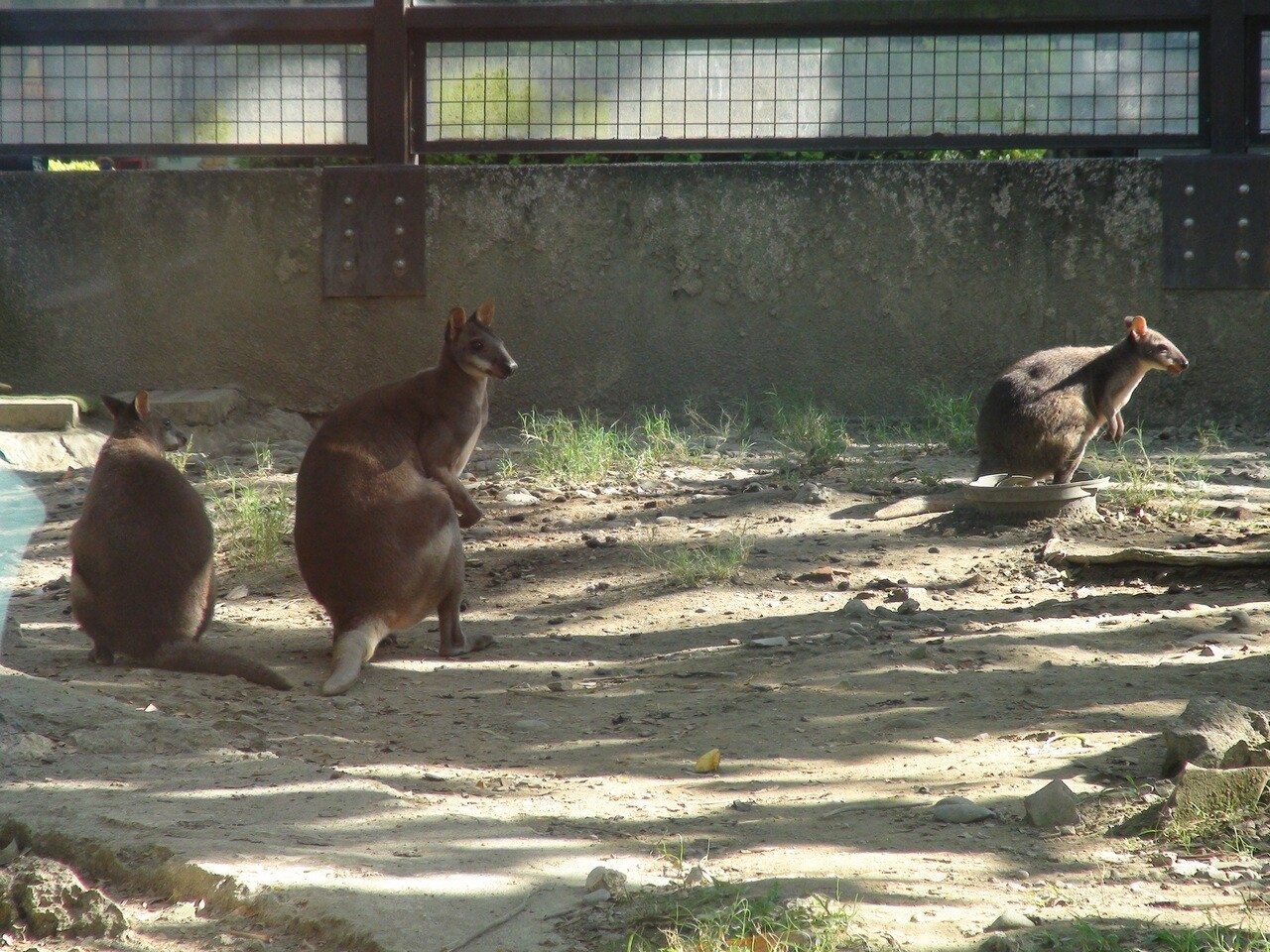 高雄壽山動物園新的一年又有新成員加入，今天壽山動物園與新竹市立動物園、花蓮新光兆豐休閒農場簽動物交流合作計畫，送出沼林袋鼠、羊駝及交換引進長鼻浣熊及絨鼠，圖為沼林袋鼠。記者謝梅芬／攝影