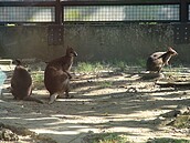 高雄壽山動物園新年新嬌客　長鼻浣熊、絨鼠報到