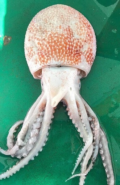 嘉義縣東石鄉陳姓漁民日前出海捕抓一隻像章魚的「怪魚」,嘉義大學水生生物系學者專家比對圖鑑,是常見於大洋上層或表層的快蛸,與章魚及烏賊都屬八腕目科。圖/取自吳純裕臉書