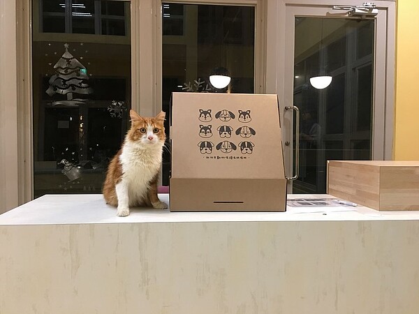 新竹市動物保護教育園區中的貓咪。圖/新竹市動保所提供