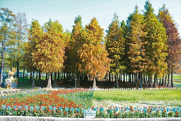 台南六甲落羽松因今年氣溫低,葉片轉紅更漂亮。 記者吳淑玲/攝影