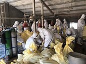 台中爆發首例禽流感　撲殺2400隻土雞