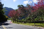 賞櫻…石碇花開7成　陽明山花提早開　平菁街寒櫻盛開