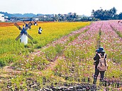 高雄美濃花海迎春趣　來紮稻草人