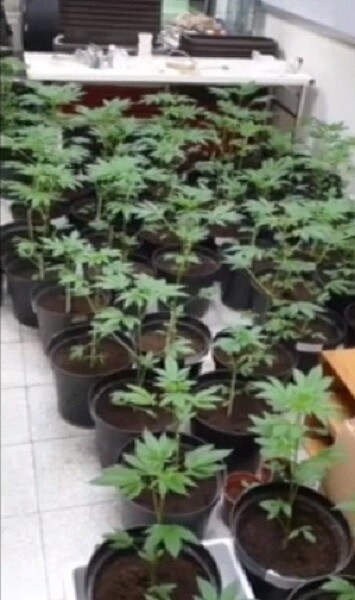 租工廠製市價6千萬大麻毒犯養5隻美國惡霸犬顧門 好房網news