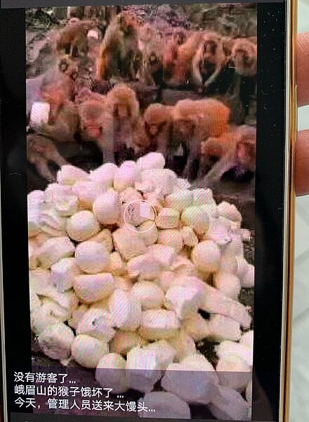 猴子餓到吃饅頭。圖/摘自朋友圈