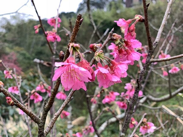 內湖樂活公園旁的內溝溪河岸，有一條長達3公里的櫻花海，包含八重櫻和福爾摩沙櫻等品種。圖為八重櫻／台北市工務局大地工程處提供