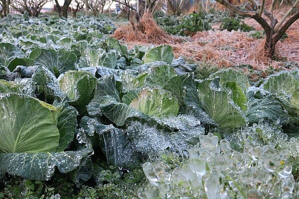 台中市梨山地區1日清晨7點出現零下6度低溫,農友種植的高麗菜、大頭菜、娃娃菜,不但葉片已經結了一層透明的冰,整顆高麗菜變得硬邦邦。圖/羅進玉提供