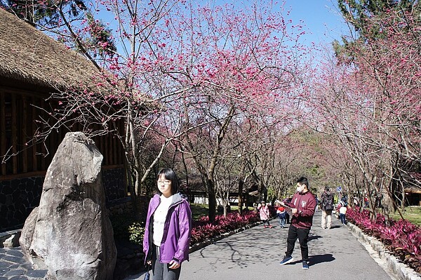 今天從白天開始,溫度將逐漸回升,到明天都是好天氣。圖為周六在南投賞櫻的遊客。 記者黑中亮/攝影