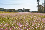 芎林粉紫花海10公頃　好吸睛