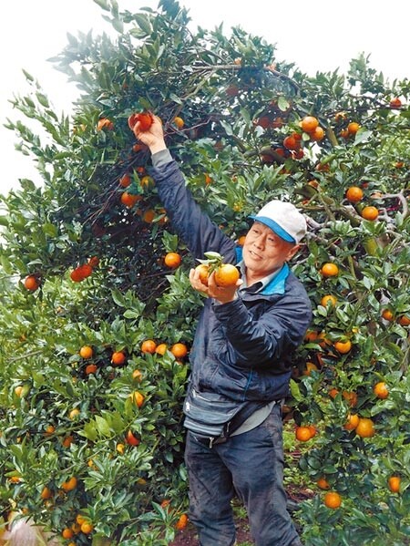 北投柑橘農廖宗良拿著果園裡的草山柑指出，近年猴害越來越嚴重，影響到果農收益。（陳俊雄攝）