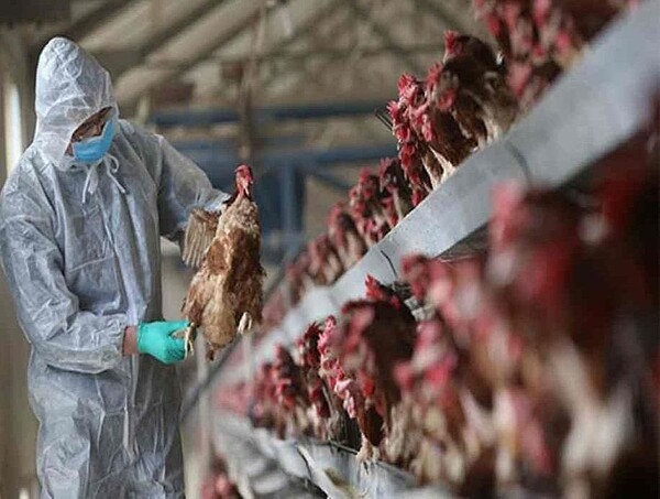 湖南爆發H5N1禽流感。 圖/取自星島網