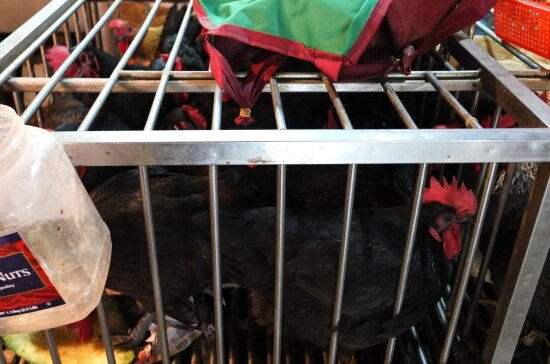 活禽宰殺(圖/好房資料中心)