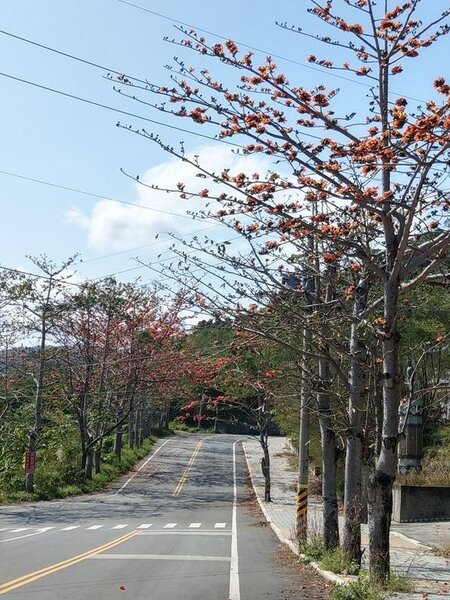台東大武火車站前500公尺木棉道，全面開花，把道路兩旁渲染成橘紅花海，美不勝收。記者尤聰光／攝影