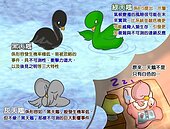 黑天鵝、綠天鵝、灰天鵝分不清？央行教你這樣看