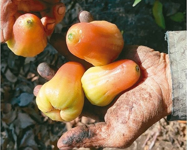 前一波寒流造成高雄市不少蓮霧受損及落果。 圖/高雄市農業局提供
