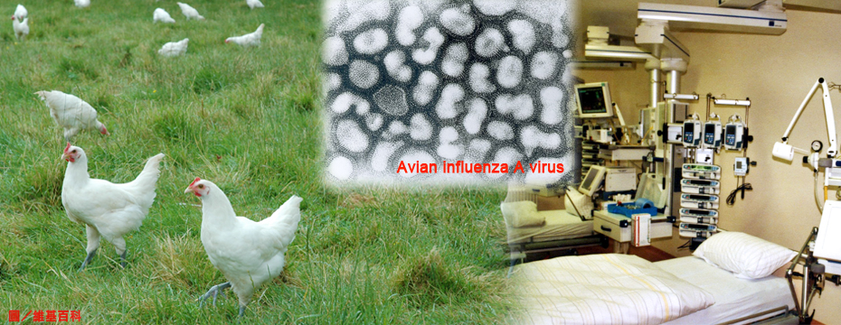 H7N9流感疫情似有捲土重來之勢。（圖／好房資料中心）