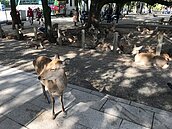 見人就衝上前！疫情打擊日本觀光　奈良公園鹿群餓壞了