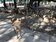 見人就衝上前！疫情打擊日本觀光　奈良公園鹿群餓壞了