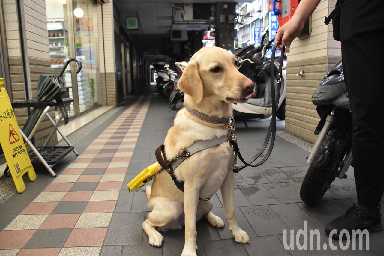 最常作為導盲犬的犬種為拉布拉多，每5隻培訓的拉不拉多，只有2隻能成功訓練成導盲犬，成功率僅百分之40，培訓非常不易。圖／惠光導盲犬學校提供
