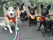 愛媽努力說服合宜住宅管委會　6流浪犬搖身變狗明星