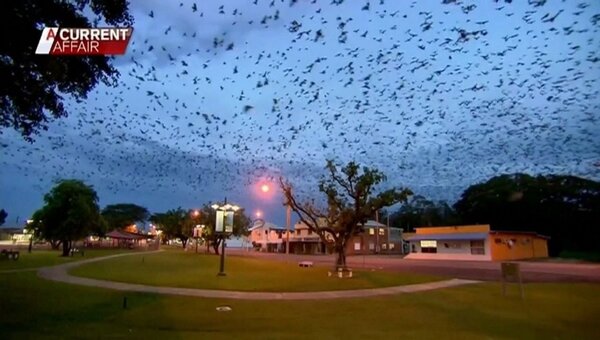 澳洲昆士蘭省小鎮英厄姆遭大批蝙蝠入侵，植物園已被蝙蝠霸占，幼稚園、小學跟醫院周邊的樹木陸續「淪陷」。由於類似狂犬病的麗沙病毒與2019新型冠狀病毒源頭都跟蝙蝠有關，使得當地人心惶惶。路透／NINE NETWORK