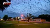 黑色龍捲風！30萬隻蝙蝠大軍　入侵澳洲小鎮
