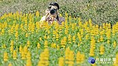 龍潭魯冰花輪番綻放　2/15黃金花海亮麗登場