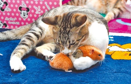 台東陳姓市民養的寵物貓跟黃金鼠，和樂融融，貓鼠一家親的畫面很療癒。（莊哲權攝）