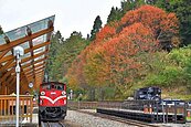 賞楓季到　林務局攜手攝影達人領路阿里山賞楓列車
