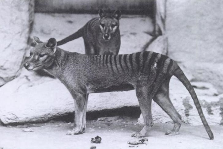 約1906年華盛頓的袋狼。圖／摘自維基百科
