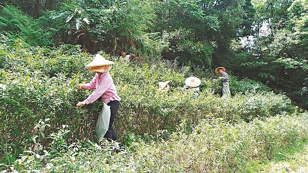 台北市南港區是知名的包種茶鄉，北市府把「南港茶葉製造示範場」做為推廣基地，並邀請在地專業茶師，為民眾導覽解說。 圖／截攝自台北市產業局台北饗樂趣臉書