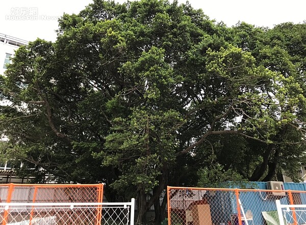 台北市福星社宅的基地內有一棵80年老榕樹,將原地保留,並設計為開放廣場空間。好房網News記者李彥穎攝