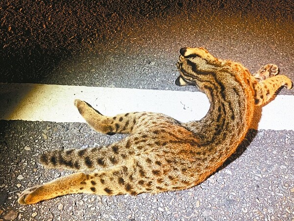 苗栗縣140縣道石虎路殺熱區,昨晚卓蘭路段發生1隻公石虎路殺事件。 圖/民眾提供