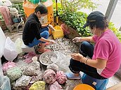 家園無菸蒂　逾2月狂撿990萬根