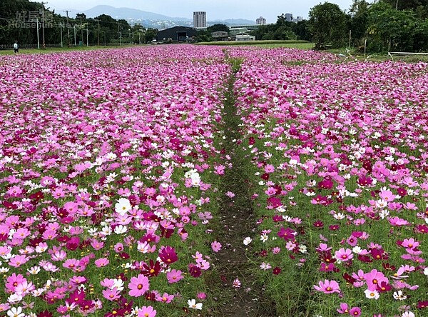 2018年台北市工務局首度舉辦關渡花海，當時波斯菊盛放，吸引不少民眾。照片農友王宣智提供