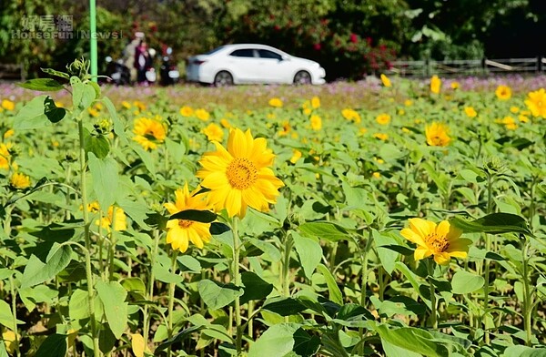 2018年的關渡花海,大片的向日葵田也吸引不少民眾。照片台北市工務局提供