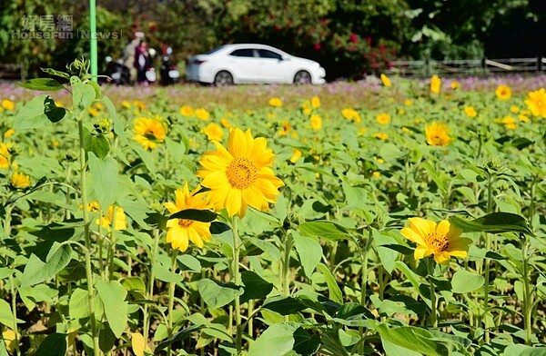 2018年的關渡花海，大片的向日葵田也吸引不少民眾。照片台北市工務局提供