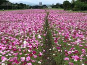 台北也有4公頃花海秘境　11月起波斯菊、向日葵將綻放