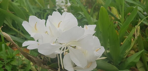 金山清水田園野薑花綻放。圖／新北市政府提供