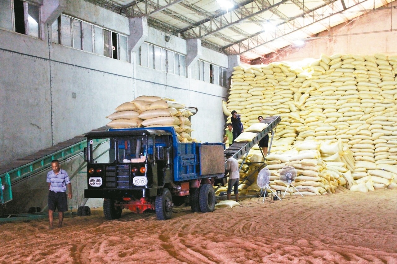 我國稻米每年超產20萬噸，超量的部分將進入公糧體系。 圖／聯合報系資料照片