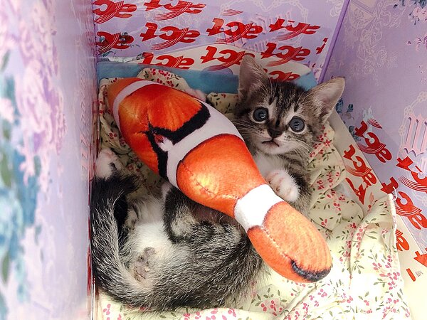 摩卡努力學習爬行成長中。圖/新北市政府提供