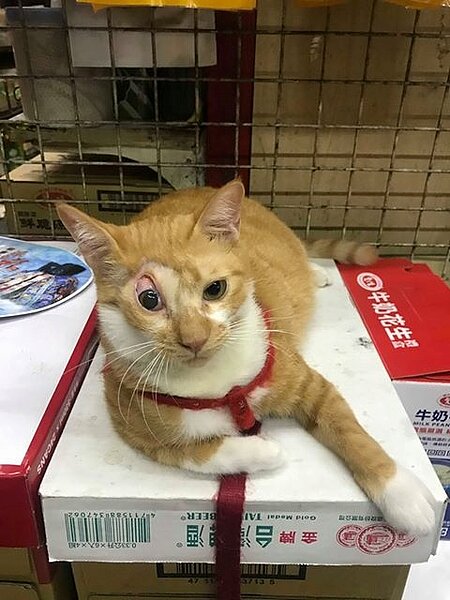 元寶現在是雜貨店公關幫忙招呼客人。圖/新北市政府提供