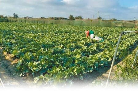 雲林縣台西菜農開放採摘高麗菜,民眾自行準備袋子採裝,每顆10元,由菜農採摘每顆15元。(許素惠攝)