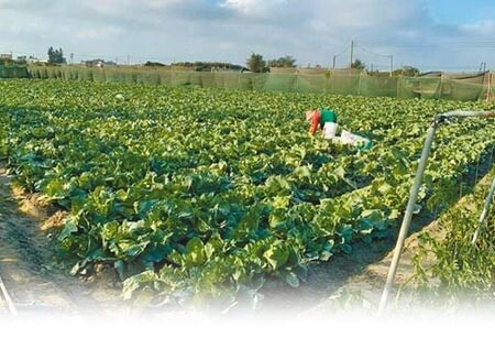 雲林縣台西菜農開放採摘高麗菜，民眾自行準備袋子採裝，每顆10元，由菜農採摘每顆15元。（許素惠攝） 