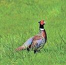 環頸雉疑遭獵捕　鳥友籲搶救