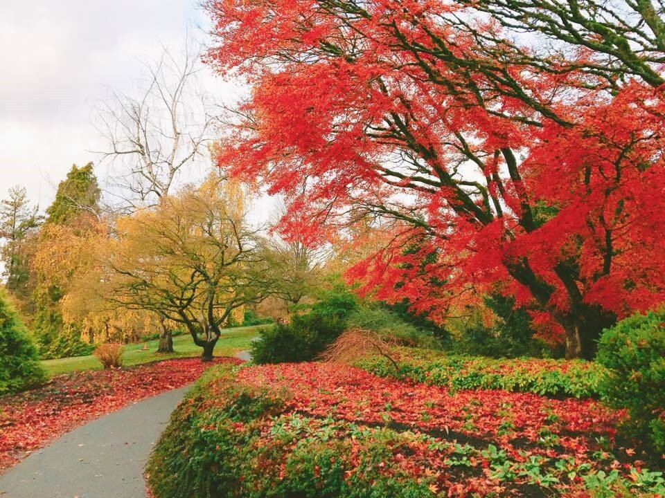 加拿大「伊莉莎白女皇公園」楓紅與綠葉交錯，為當地著名旅遊景點。記者徐力剛/攝影